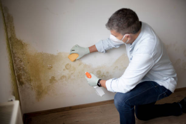 Best Mold Damage Restoration  in Ethete, WY